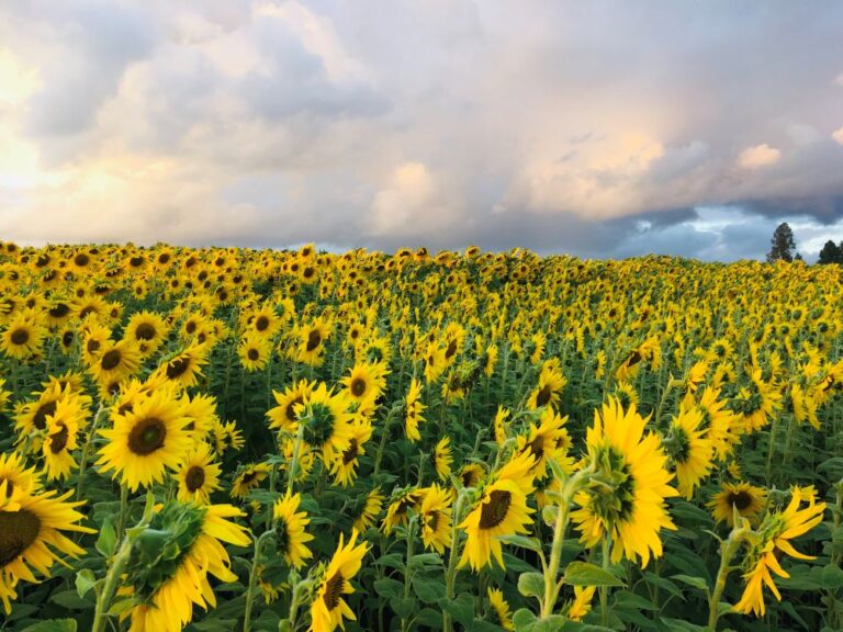 東方　同人音楽CD flower garden sun flower field Flower Field - West Union Gardens