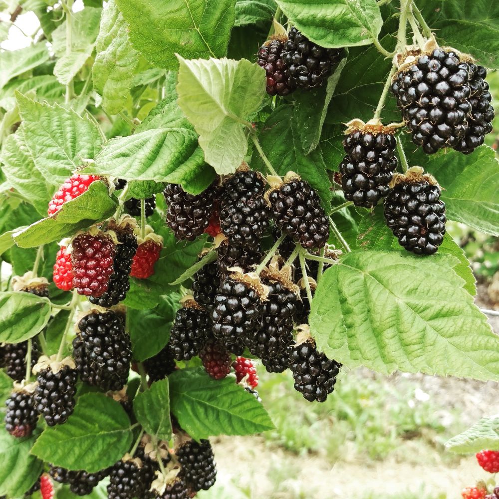 Our Crops - West Union Gardens